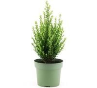 GardenersDream Ilex Crenata 'Jenny' - Piante da siepe sempreverdi resistenti e a bassa manutenzione - Arbusti per tutto l'anno per bordure e arte topiaria