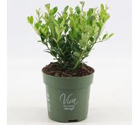 GardenersDream Ilex Crenata 'Jenny' - Piante da siepe sempreverdi resistenti e a bassa manutenzione - Arbusti per tutto l'anno per bordure e arte topiaria