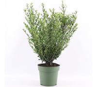 GardenersDream Ilex Crenata 'Jenny' - Piante da siepe sempreverdi resistenti e a bassa manutenzione - Arbusti per tutto l'anno per bordure e arte topiaria