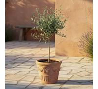 GardenersDream Olivo Olea Europaea - Pianta da giardino sempreverde viva in vaso - Pianta da esterno mediterranea a bassa manutenzione - Ideale per bordure e vasi (30-40 cm incluso vaso da 14 cm)