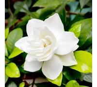 Gardenia jasminoides - balcone interno pendenti, ornamentali 15piante