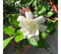 Gardenia jasminoides - interno balcone rampicanti pendenti, 5piante