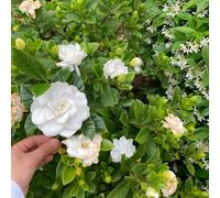 Gardenia jasminoides - rampicante pendenti, interno ornamentali ufficio balcone giardino 10piante
