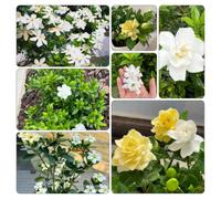Gardenia jasminoides - rampicanti ornamentali pendenti, ufficio balcone 5piante