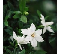 gardenia resistente al calore esotico decorazione ornamentali siepi 6semi