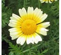 GARLAND DAISY 50+ sementi biologiche appena raccolte Seeds ONLY