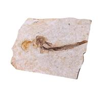 Garneck 1pezzi Pesce Fossile in Esemplare Di Decorazione Modello Ornamento Da Tavolo Per Giocattoli Per Ragazza e Scopo Educativo