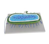 Garneck Anatomici Cellule Batteriche Didattici per Scuole Scientifici in Strumenti Educativi per l'Insegnamento Microbiologia in Aula