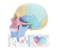 Garneck del Staccabile 4D per Studenti Colorato Dettagliato Strumento Didattico per l'Insegnamento dell'Anatomia Facile da Smontare