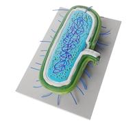 Garneck Microbico Didattico per Insegnamento della Biologia, Sussidio Didattico di Anatomia Cellulare, Cellulare Biologico per Scuola Media e Studi Scientifici