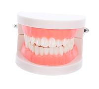 Garneck Modello Adulto per Insegnamento con Flossing Bocca Falsa Didattica per Scuole e Asili Design Realistico per Pratica e Apprendimento Igiene Orale