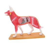 Garneck Modello Agopuntura Dettagliato con Strutture Anatomiche Colorate per Insegnamento Veterinario Studenti