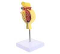 Garneck Modello Anatomico Glomerulo con Base per Display Didattico Realistico Strumento Educativo per Studenti e Insegnanti di Anatomia Renale