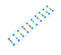 Garneck Modello Dna Doppia Educativo Kit Genetica Molecolare per Scuola e Laboratorio Strumento Didattico Stem per Biologia e Visualizzazione Struttura Molecolare Interattiva