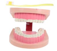 Garneck Modello Realistico per Strumento Educativo per Scienze Orali Modello Dentatura Standard per Scuole Elementari e Medie Supporto Interattivo per Lezioni di Igiene Orale