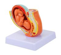 Garneck Modello Uterino Termine Femminile Realistico per Studio Gravidezze e Sviluppo Embryo Strumento Didattico Dettagliato e Durevole per Scuole Ospedali e Laboratori