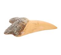 Garneck Ornamento Retrò in Resina con Dente di Squalo Realistico per Collezione Educativa Leggero e Resistente Decorazione Vintage per Appassionati di Archeologia e Preistoria