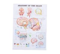 Garneck Poster Anatomia Cervello Umano Orizzontale in Canvas | Testo Chiaro e Facile da Leggere, Strumento Didattico per Scuola e Ospedale, Formato da Parete
