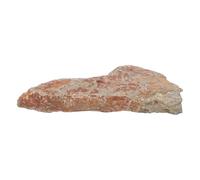Garneck Specimen e Materiale Resistente in Pietra di Felce Fossile Texture Dettagliate per Collezione Paleobotanica per Decorazione Elegante da Scrivania o Museo