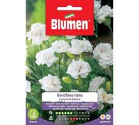 Garofano a Piumino in Mix