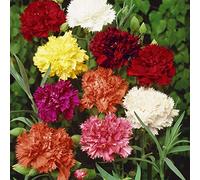 Garofano Chabaud Giganti colori misti 100 semi minimo giardino fiore pianta