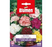 Garofano Chabaud in Mix