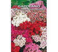 GAROFANO dei poeti doppio nano in miscuglio (Dianthus barbatus) - SEMI
