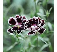 garofano dolce, Dianthus, esotiche decorazioni giardino esterni 800semi