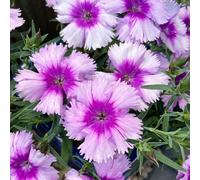 garofano dolce, Dianthus, giardino balcone raro decorazioni 500semi