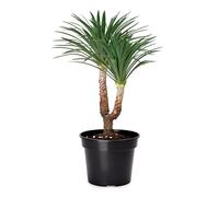 Garronda Vasi per Piante Rotondi in Plastica da Esterno e da Interno per Fiori e Giardini GD-0025 (1 Pezzo - Nero, ⌀ 53 cm H 38 cm)
