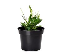 Garronda Vaso per Piante Rotondi in Plastica da Esterno e da Interno per Fiori e Giardini GD-0025 (1 Pezzo - Nero, ⌀ 32 cm H 26 cm)