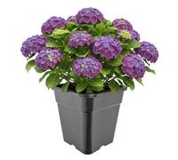 Garronda Vaso Plastica Alto 30,5 x 30,5 x 31 cm (18L) per Piante Quadrato con Fori di Drenaggio Vasi Plastica per Coltivazione e Rinvaso Interno ed Esterno Serra Giardino Nero GD-0201