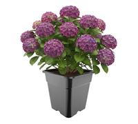 Garronda Vaso Plastica Alto 33 x 33 x 34 cm (25L) per Piante Quadrato con Fori di Drenaggio Vasi Plastica per Coltivazione e Rinvaso Interno ed Esterno Serra Giardino Nero GD-0201