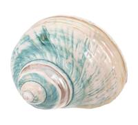 GARVALON Conchiglia di Mare Naturale Decorativa Esemplare di Conchiglia Fluorescente per Acquario e Artigianato Centrotavola a Tema Oceanico per Decorazioni Nautiche e Collezioni