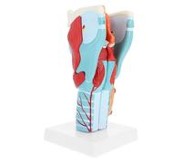 GARVALON Modello Anatomico Ingrandito 2X in PVC Smontabile su Base Modello Didattico Medico per Studio e Insegnamento dell'Anatomia della Regione della Voce
