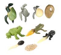 GARVALON Set da 2 Modelli di Crescita Animale Tartaruga e Simulazione Evoluzione Decorazione Educativa per Giocattoli Interattivi per Studio e Regalo