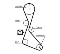 GATES 5056 Cinghia dentata