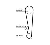 5591XS Cinghia dentata (MARCA-GATES)