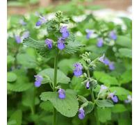 gatta biologiche giardino balcone resistenti 600semi
