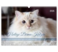 Gatti sacri della Birmania con occhi azzurri e zoccoli bianchi (calendario da parete 2026 DIN A3 quer), Calvendo calendario mensile: fotografie di simpatici gatti della Birmania (CALVENDO Animali)