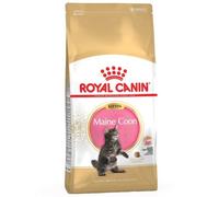 Gattino Maine Coon FBN di 4 kg