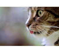 Gatto carino - Puzzle da 300 pezzi per amici, regali intellettuali, tempo libero, intrattenimento, decorazioni per feste 14 anni+