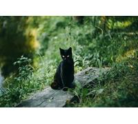 Gatto nero nel bosco - Puzzle da 300 pezzi per amici, regali intellettuali, tempo libero, intrattenimento, decorazioni per feste 14 anni+