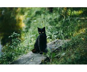 Gatto nero nel bosco - Set di puzzle impossibili da 5000 pezzi, giocattoli puzzle 3D, regali unici, decorazioni per la casa 14 anni+