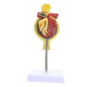 Gatuida 1pezzi Del Glomerulo Con Base Strumento Educativo Per Insegnamento Fisiologia e Anatomia Per Scuole e Infermieristiche