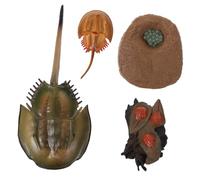 Gatuida Ciclo del Granchio Cavallo Educativo per Figurine Scientifiche Realistiche per Apprendimento Naturale e Cognizione Animale