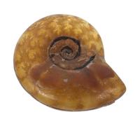 Gatuida Ciondolo Ammonite Naturale Forma Fossile Autentico Ciondolo Per Collana Marino Esemplare Ammonite