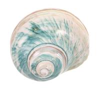 Gatuida Decorazioni A Tema Oceano Decorazioni Per La Casa Conchiglie Naturali Conchiglie A Tema Oceano