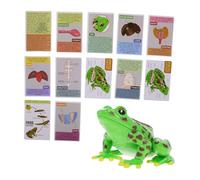 Gatuida Di Anatomia Della Per Studio Dissezione Segnamento Parti Realistiche Della Per Educazione Stem e Lezioni Di Biologia Casa Classe