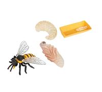 Gatuida Modelli Ciclo Giocattoli Didattici Educativi per Decorazioni Realistiche per Apicoltura Kit Cognitivo per Comprendere La Biologia Api e Animali